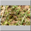 Dictenidia bimaculata cf - Schnake m01a.jpg